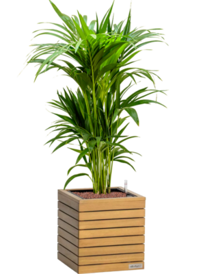 Kentia (Howea) forsteriana en Lechuza Palo Natural Wood 35