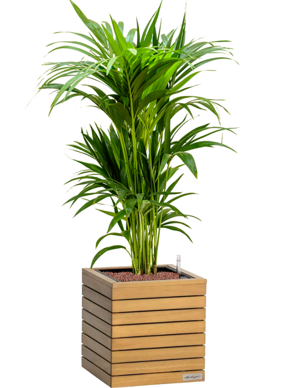 Kentia (Howea) forsteriana en Lechuza Palo Natural Wood 35