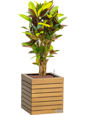 Croton 'Mrs. Iceton' en Lechuza Palo Natural Wood 35