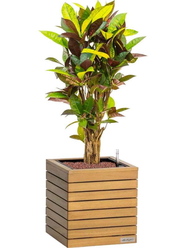 Croton 'Mrs. Iceton' en Lechuza Palo Natural Wood 35