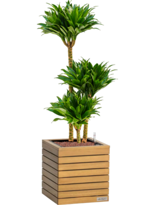 Dracaena 'Compacta' en Lechuza Palo Natural Wood 35
