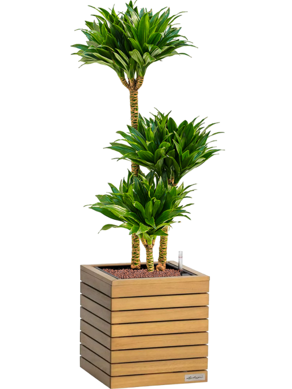 Dracaena 'Compacta' en Lechuza Palo Natural Wood 35