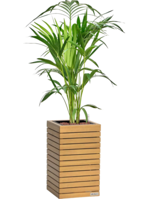 Kentia (Howea) forsteriana en Lechuza Palo Natural Wood 35