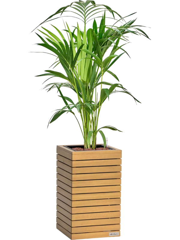 Kentia (Howea) forsteriana en Lechuza Palo Natural Wood 35