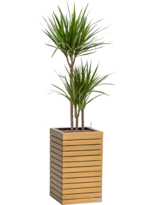 Dracaena marginata en Lechuza Palo Natural Wood 35