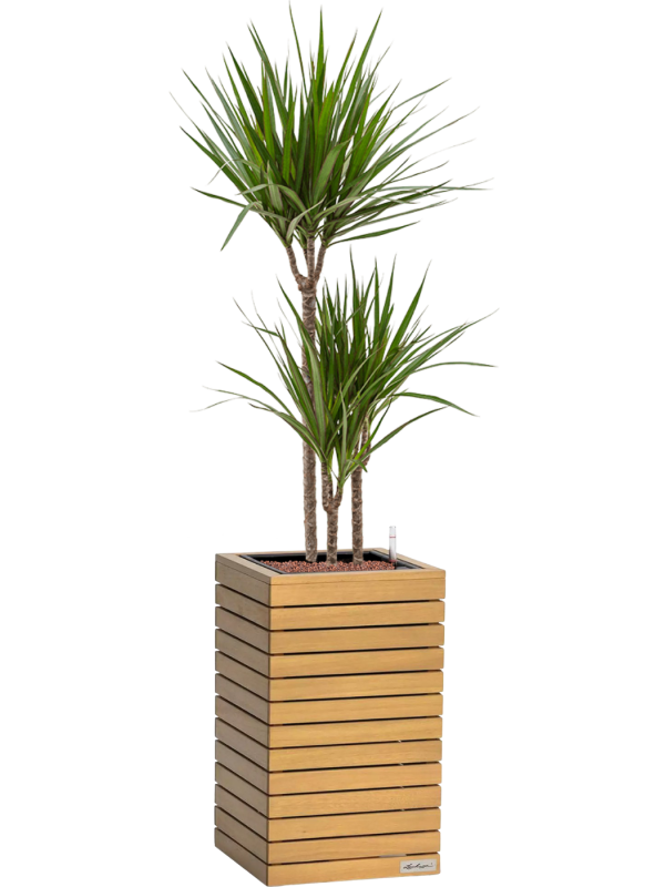 Dracaena marginata en Lechuza Palo Natural Wood 35