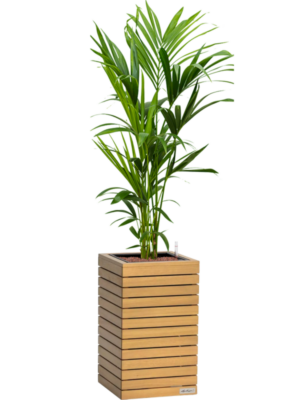 Kentia (Howea) forsteriana en Lechuza Palo Natural Wood 35