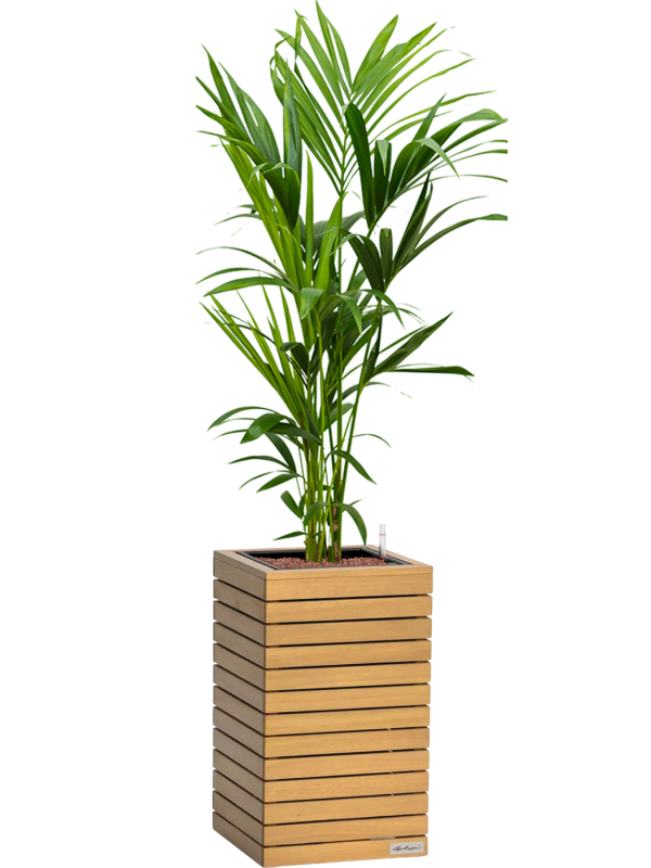 Kentia (Howea) forsteriana en Lechuza Palo Natural Wood 35