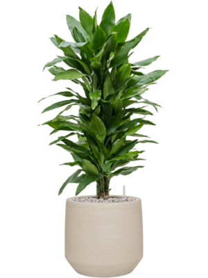 tDracaena fragrans 'Janet Lind' en Cement & Stone