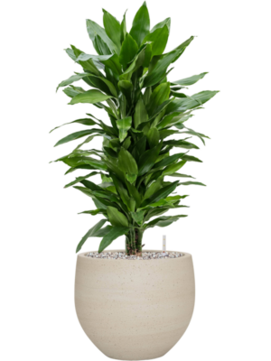tDracaena fragrans 'Janet Lind' en Cement & Stone