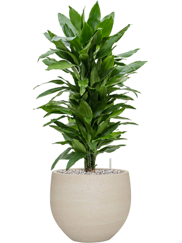 tDracaena fragrans 'Janet Lind' en Cement & Stone, Pottery Pots