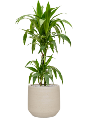 Dracaena fragrans 'Janet Craig' en Cement & Stone