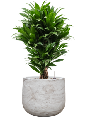 Dracaena fragrans 'Compacta' en Baq Algar