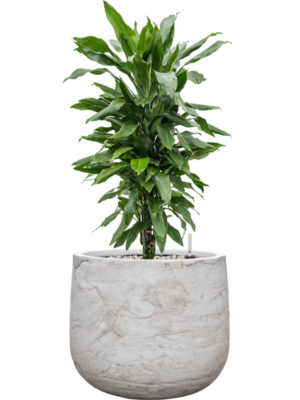 Dracaena fragrans 'Janet Lind' en Baq Algar