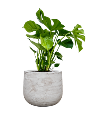 Monstera deliciosa en Baq Algar