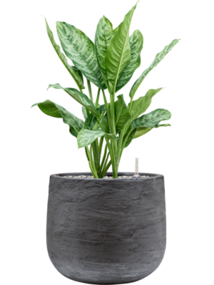 Aglaonema 'Chantal' en Baq Algar