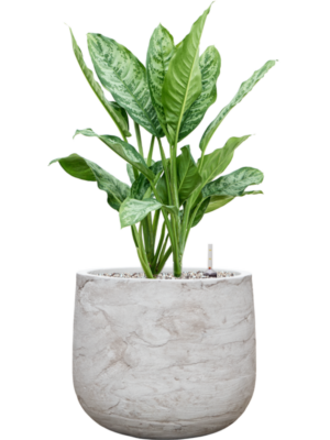 Aglaonema 'Chantal' en Baq Algar