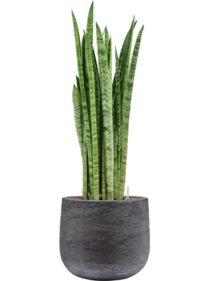 Sansevieria zeylanica 'Narrow' en Baq Algar