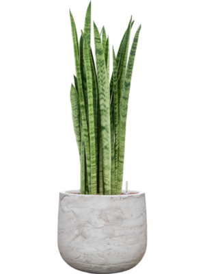 Sansevieria zeylanica 'Narrow' en Baq Algar