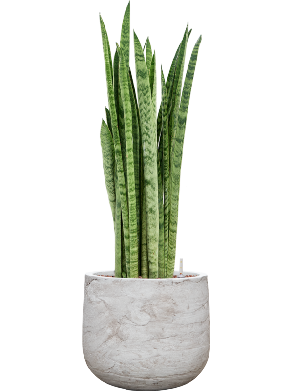 Sansevieria zeylanica 'Narrow' en Baq Algar