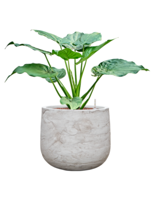 Alocasia cucullata en Baq Algar