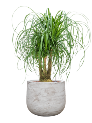 Beaucarnea recurvata en Baq Algar