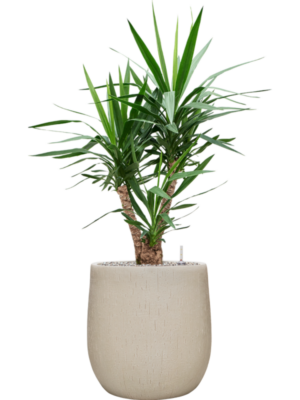 Yucca elephantipes en Baq Raindrop