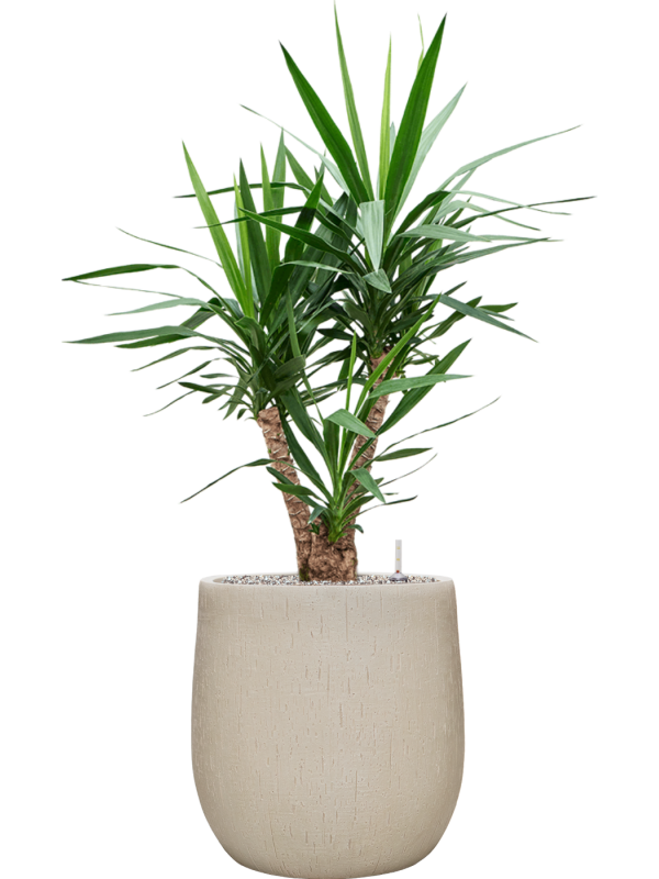 Yucca elephantipes en Baq Raindrop