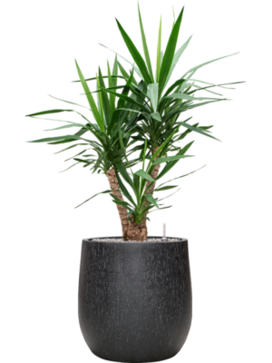 Yucca elephantipes en Baq Raindrop