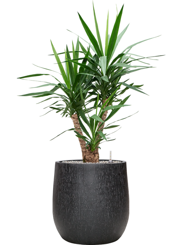 Yucca elephantipes en Baq Raindrop