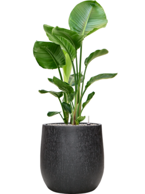 Strelitzia nicolai en Baq Raindrop