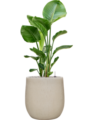 Strelitzia nicolai en Baq Raindrop