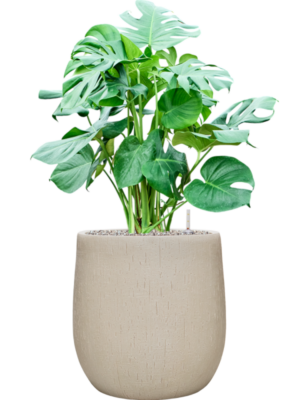 Monstera deliciosa en Baq Raindrop
