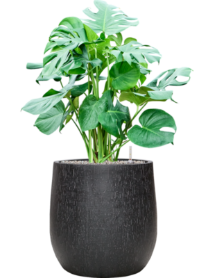 Monstera deliciosa en Baq Raindrop
