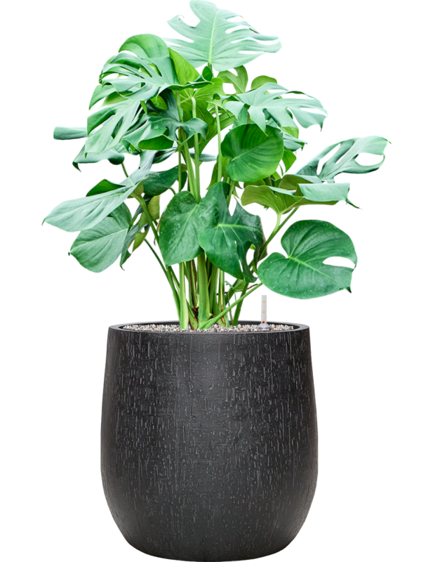 Monstera deliciosa en Baq Raindrop