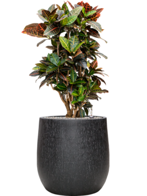 Croton (Codiaeum) variegatum 'Petra' en Baq Raindrop