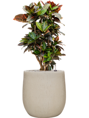 Croton (Codiaeum) variegatum 'Petra' en Baq Raindrop