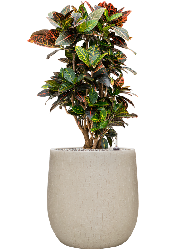 Croton (Codiaeum) variegatum 'Petra' en Baq Raindrop