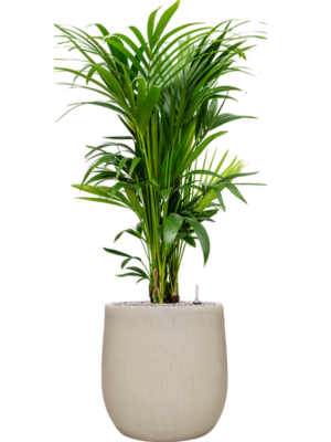 Kentia (Howea) forsteriana en Baq Raindrop