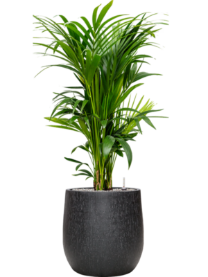 Kentia (Howea) forsteriana en Baq Raindrop