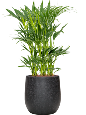 Kentia (Howea) forsteriana en Baq Raindrop