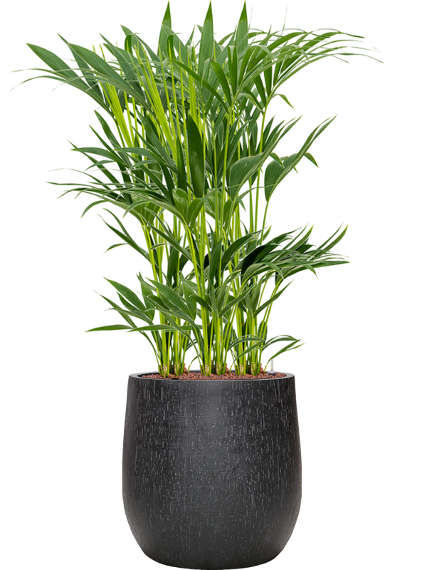 Kentia (Howea) forsteriana en Baq Raindrop