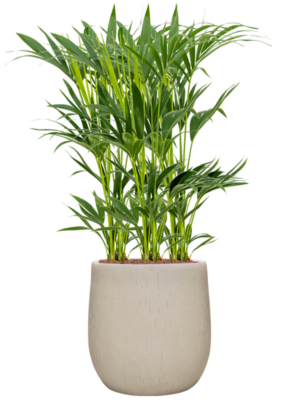 Kentia (Howea) forsteriana en Baq Raindrop