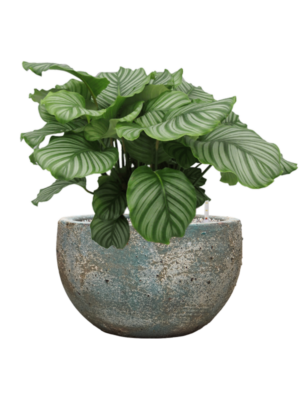 Calathea orbifolia en Baq Sandora