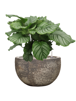 Calathea orbifolia en Baq Sandora