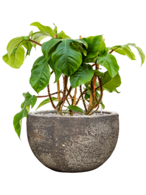 Philodendron squamiferum en Baq Sandora