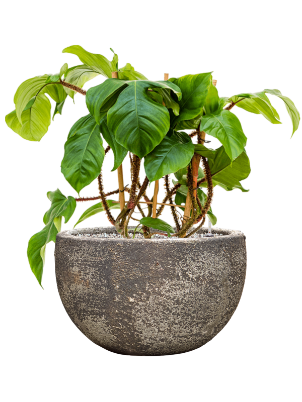 Philodendron squamiferum en Baq Sandora