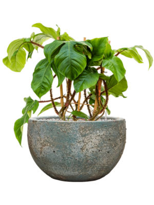 Philodendron squamiferum en Baq Sandora
