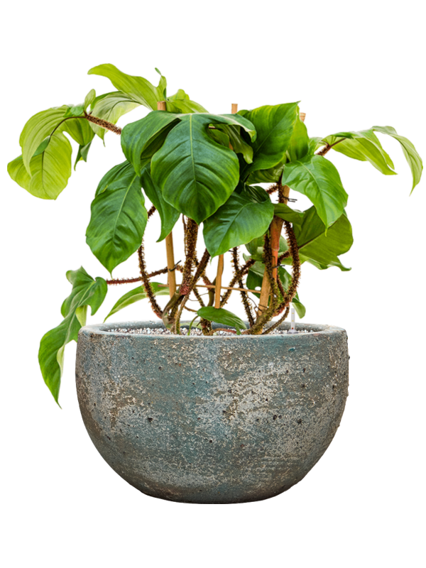 Philodendron squamiferum en Baq Sandora