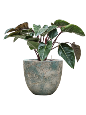 Philodendron 'Red Beauty' en Baq Sandora